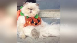 Pumpkin cat