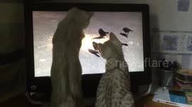 Kittens try to catch birds through computer screen