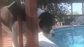 Pitbull vs. Alligator In Pool (toy aligator, funny)