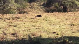 Comodo Dragon is approaching