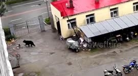 “黑熊县城一日游” 重约200斤的黑熊误闯入双鸭山市饶河县