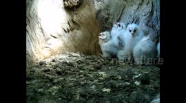 Newsflare Edit - Barn owl chicks dealing with a heatwave