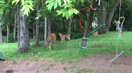 Mommy Deer