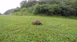 Cutest groundhog very curious about a GoPro