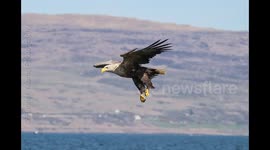 Photographing White Tailed Sea Eagles on the Island of Mull