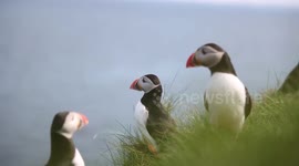 Boat to Staffa Island, Fingal's Cave & Puffins