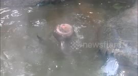Otter siblings playing fight in the water