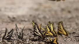 Butterfly Flock sipping from damp dirt