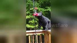 Thirsty bear cubs drink from hummingbird feeder in garden