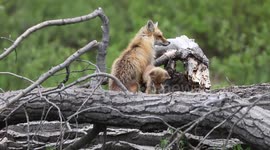 Fox Baby Torments Mama