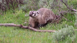 Badger Tunneling