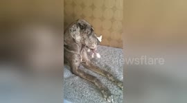 Big dog meets tiny dog for the first time and it's adorable