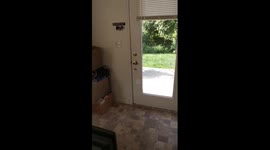 Dog behaves strangely when left outside