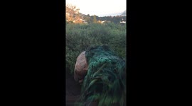 My peacock flying in slow motion