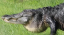 Massive alligator wallking