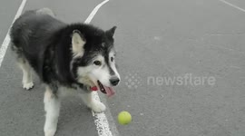 Pinga Tennis