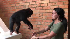 Couple build refuge for orphaned baby chimps in Liberia