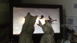 Kittens try to catch birds through computer screen