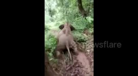 Baby elephant slides down slope for fun