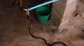 Huge cobra caught after it ate a rooster