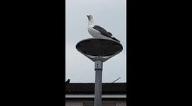 Arguing With A Seagull