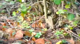 Duck Vs. Rabbit. Mother Duck with Ducklings Sends Rabbit Running