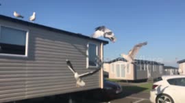 Seagull Win, Then FAIL - Slow-Mo