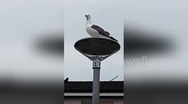 Woman has 'argument' with seagull