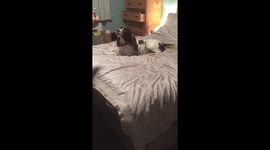 Springer Spaniel having ear drops