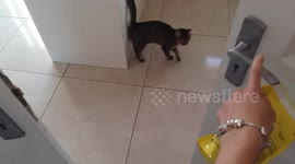 Cat will do anything for Dreamies