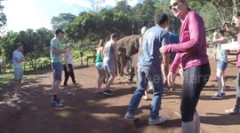 Baby elephant plays soccer