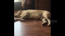 Labradors Active Nightmares