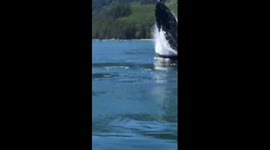 ALMOST FLATTENED BY HUMPBACK WHALE!!