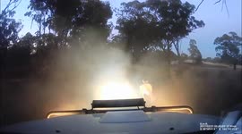 Kangaroo miraculously survives being hit and dragged by car