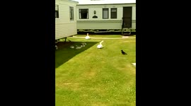 Swanning around