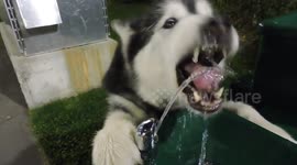 Refreshing Water Fountain Pinga