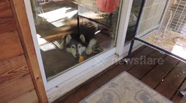 Pinga Alaskan Malamute Up To Her Old Tricks