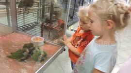 Baby Green Parrots