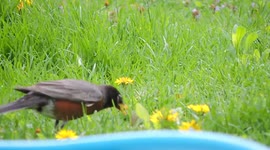 American Robin collecting Hatchling Worm Feast