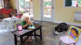 Alaskan Malamute Pinga Wants to Steal Sleeping Boys Hot Dog