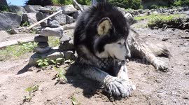 Pinga Alaskan Malamute Lakeshore Pointe Claire Quebec