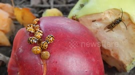 Fermenting Apple Bug Bar