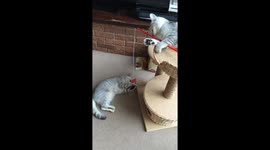 Cat holding dangle toy for his brother to play with