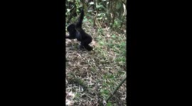 Baby gorilla