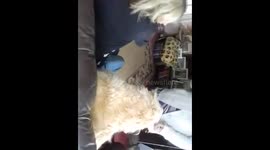 The dog who sits on the sofa like a human
