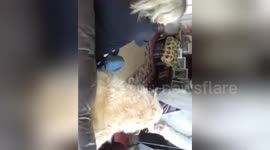 Newsflare Edit - The dog who sits on the sofa like a human
