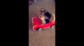 Dog drives car
