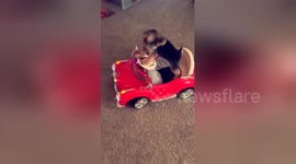 Newsflare Edit - Dog drives car