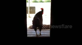 Rooster Sneaks in Doggy Door