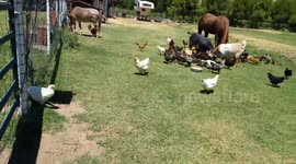 Chickens Cross the Shadowlands